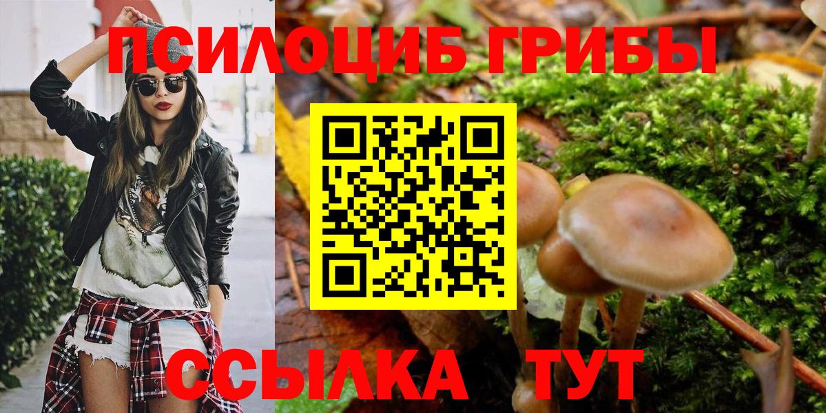 Псилоцибиновые грибы Cubensis Осинники